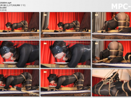 路由工作室_考拉式柱缚 痛苦鼻钩