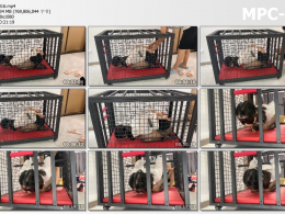 涵涵特辑 K9狗笼调教 开口器 流口水 镣铐 铁链固定 黑丝 丁字裤 SP